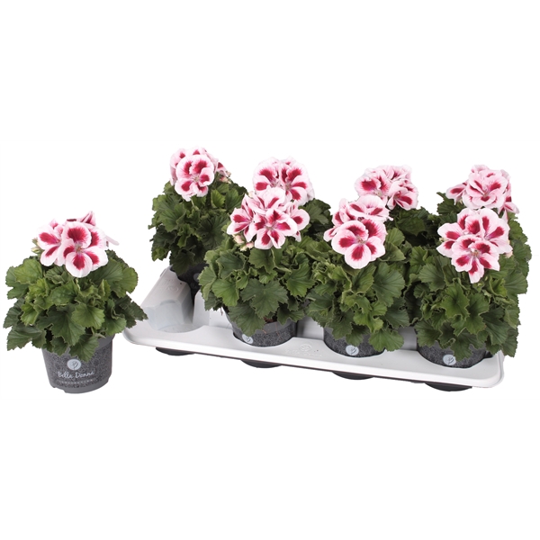 <h4>Bella donna rouge/blanc 12cm</h4>