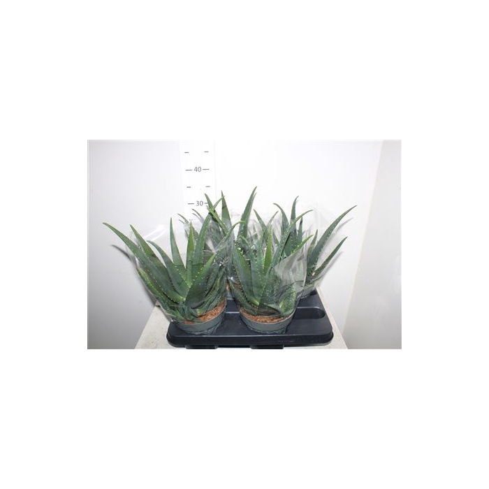 <h4>Aloe Vera</h4>