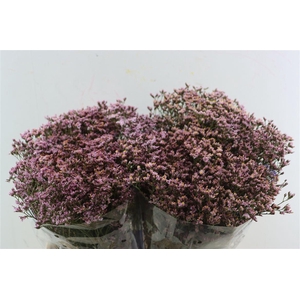 Limonium S Pink Activa (parfumed)