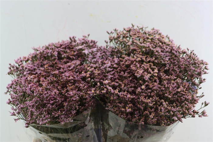 <h4>Limonium S Pink Activa (parfumed)</h4>