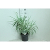 Arundo donax