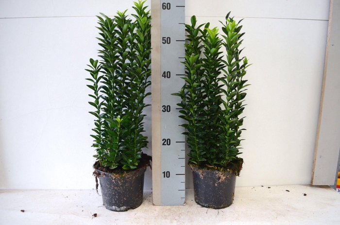 <h4>Euonymus jap 'Jean Hugues'</h4>