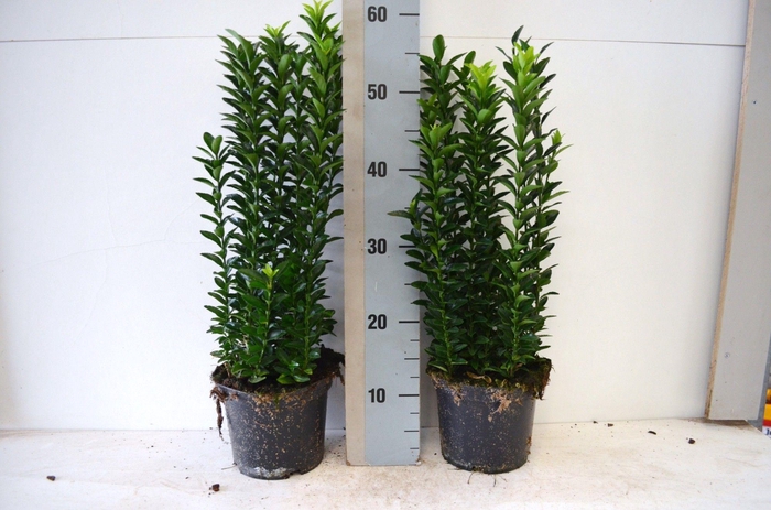 <h4>Euonymus jap 'Jean Hugues'</h4>