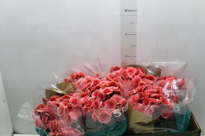 <h4>BEGONIA BORIAS P15</h4>