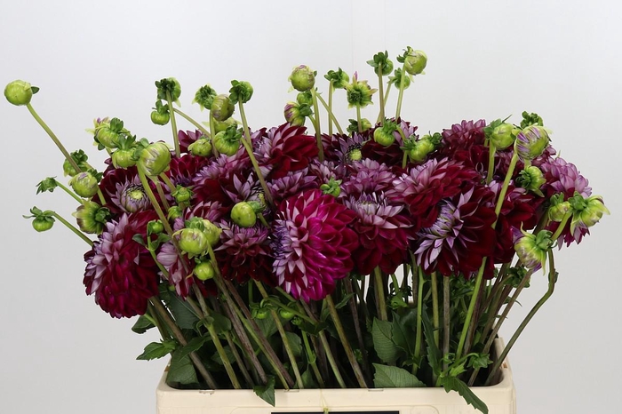 <h4>Dahlia Embassy</h4>