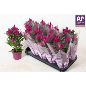 Celosia deep purple 12Ø 38cm