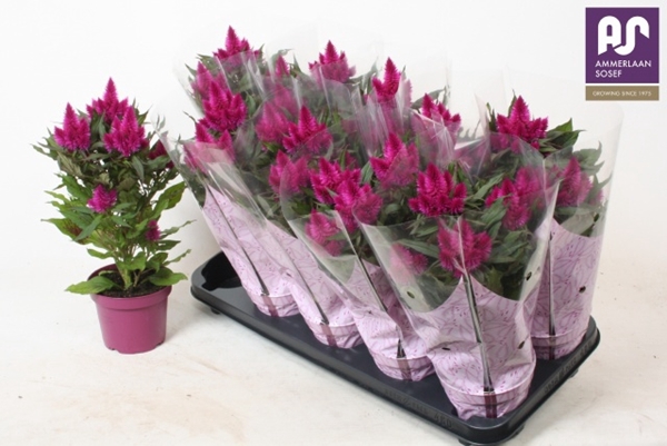 Celosia deep purple 12Ø 38cm