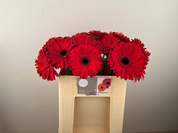 <h4>GE GR BLINDDATE</h4>