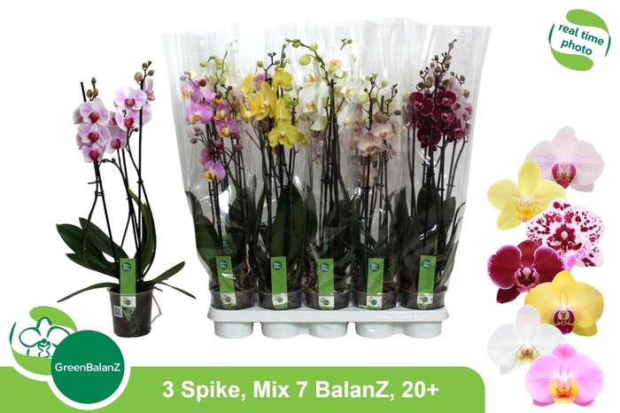 <h4>PHAL GEM 7 KL</h4>