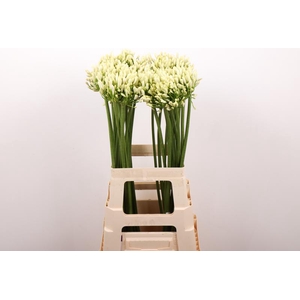 Agapanthus Gletsjer Kenia Marginpar