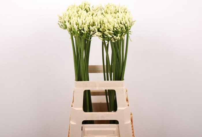<h4>Agapanthus Gletsjer Kenia Marginpar</h4>