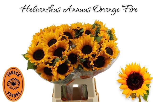 <h4>HELI ORANGE FIRE</h4>