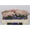 Ozothamnus Cooks Pink