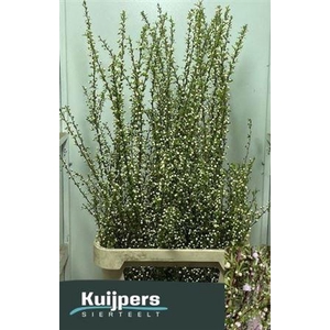 T Prunus Gland Wit Vertakt