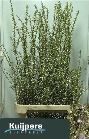 <h4>T Prunus Gland Vertakt Wit 120cm</h4>