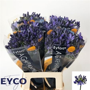 Agap Eyfori Blue