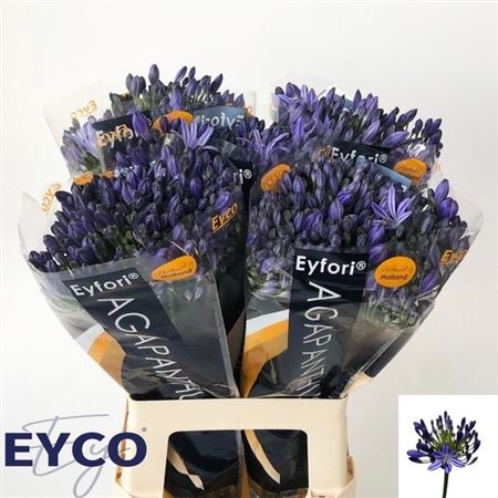 <h4>Agap Eyfori Blue</h4>