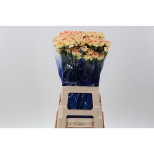 Di St Komachi Fiesta hi