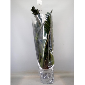 Zamioculcas zamiifolia 'Super Nova'