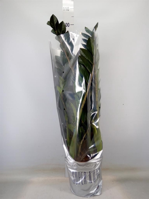 <h4>Zamioculcas zamiifolia 'Super Nova'</h4>