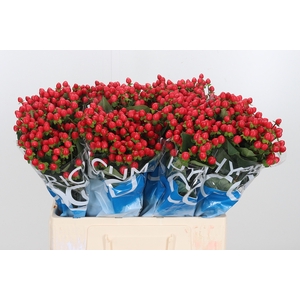 Hyp Coco Rio Rood