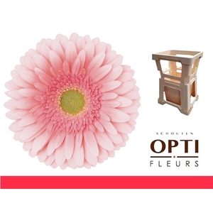 Gerbera Romella Water