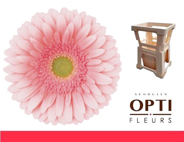 <h4>Gerbera Romella Water</h4>