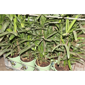 PALMEIRA RAPHIS P24