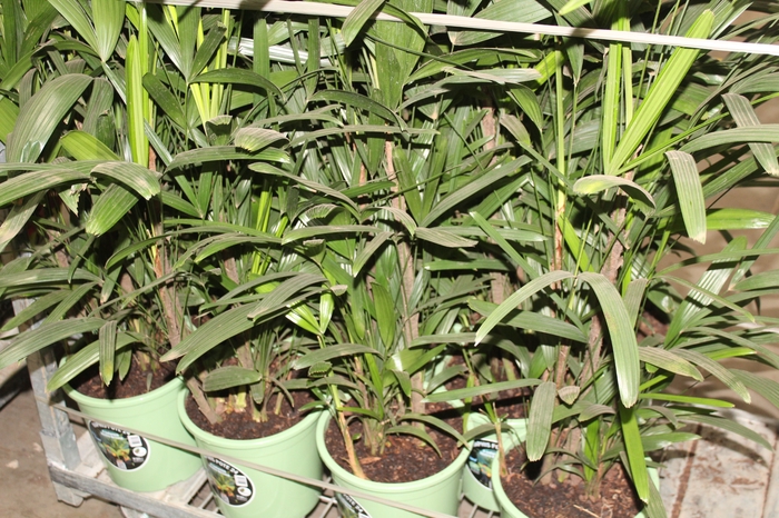 PALMEIRA RAPHIS P24