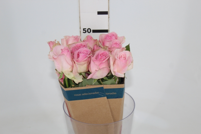 ROSA SORBET AVALANCHE 040 CM ROSA ESTUFA