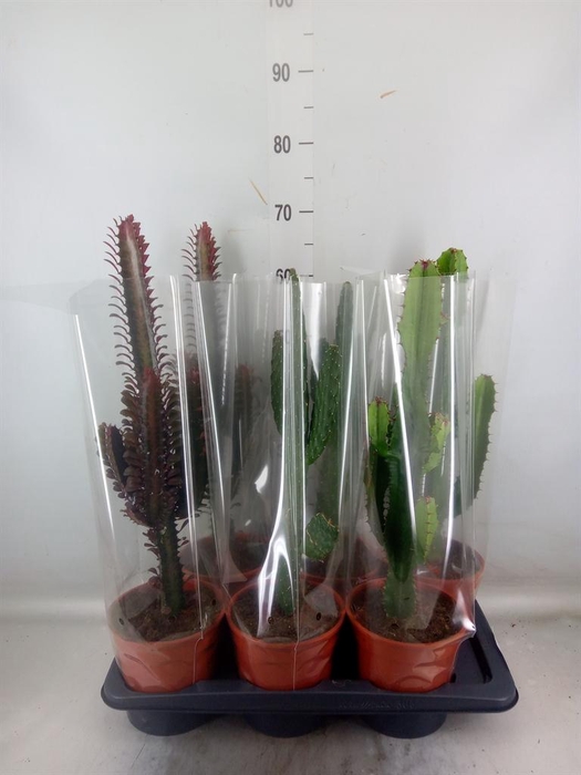 <h4>Cactus   ...mix  3</h4>