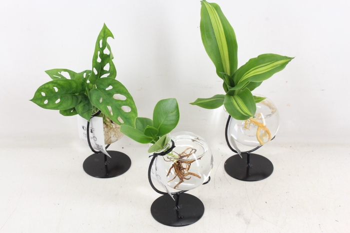 <h4>arr3 VD - Glas bol met. frame</h4>