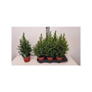 Picea Gl Conica