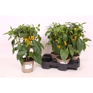 PEPER PLANTEN
