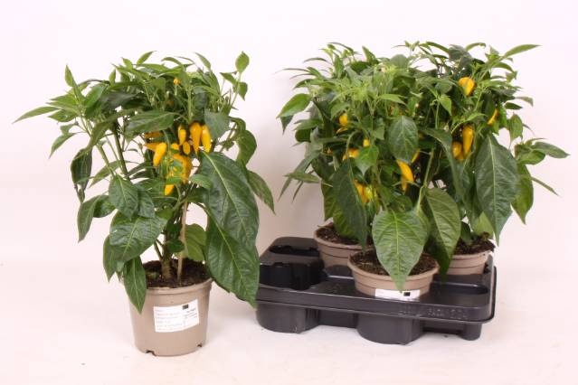 <h4>PEPER PLANTEN</h4>