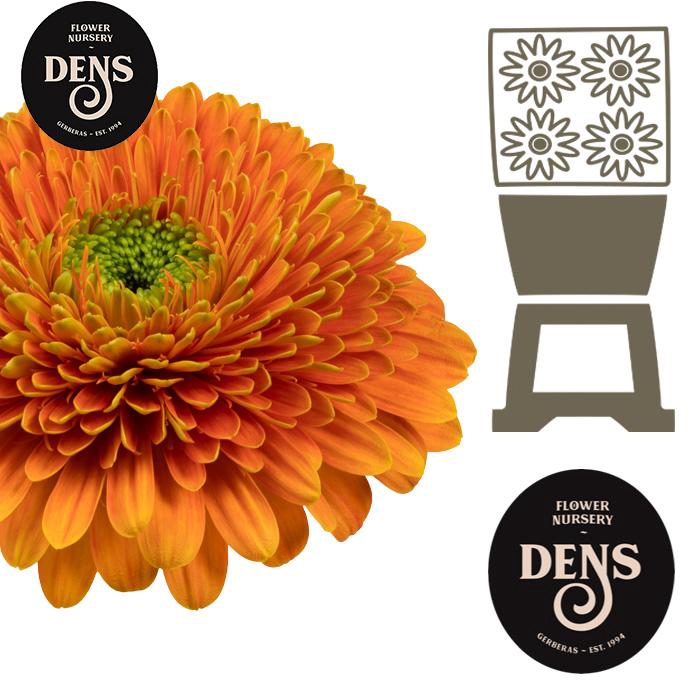 <h4>Gerbera Pomponi Berra Diamond</h4>