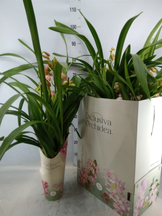 <h4>Cymbidium   ...</h4>