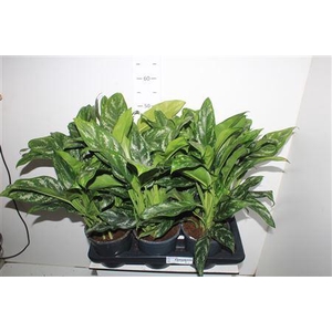 Ag Kl Green Lady P17.