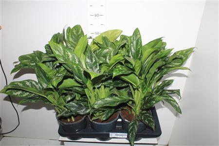 <h4>Ag Kl Green Lady P17.</h4>