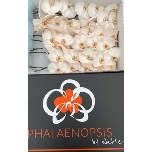 Phalaenopsis Coloured Caramel