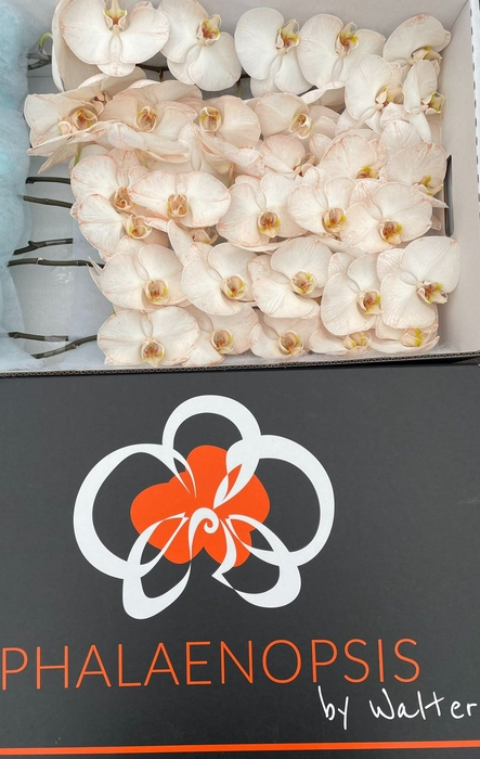 <h4>Phalaenopsis Coloured Caramel</h4>