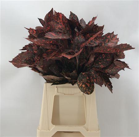 <h4>Aucuba Japonica Abs</h4>