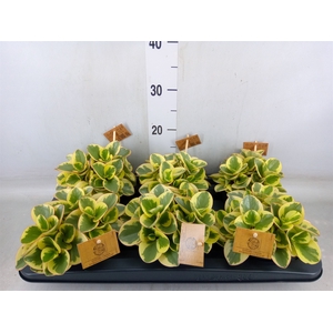 Peperomia obt. 'Obtipan Bicolor'