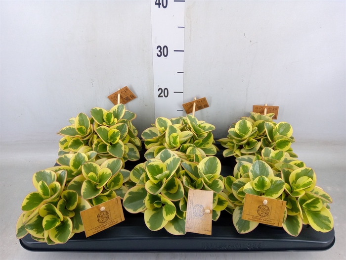 <h4>Peperomia obt. 'Obtipan Bicolor'</h4>