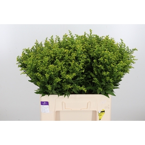 Solidago Carzan Glor