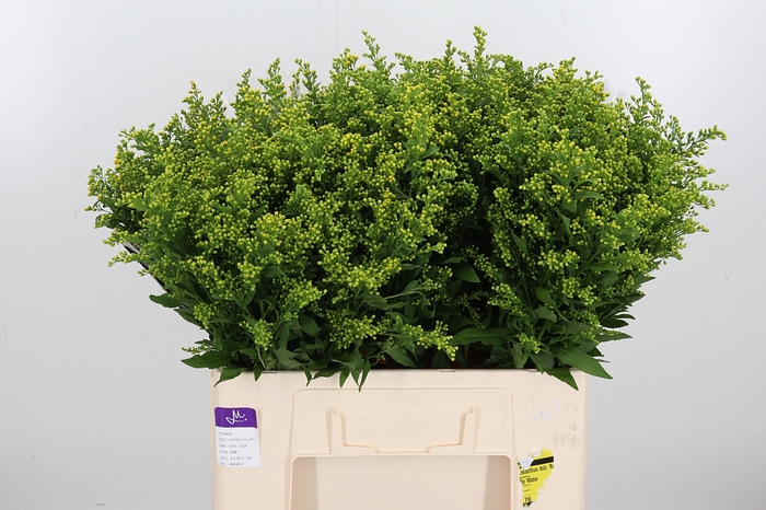 <h4>Solidago Carzan Glor</h4>