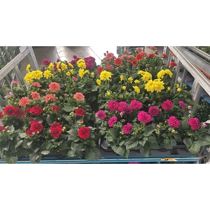 DAHLIA MIXK 5 KL
