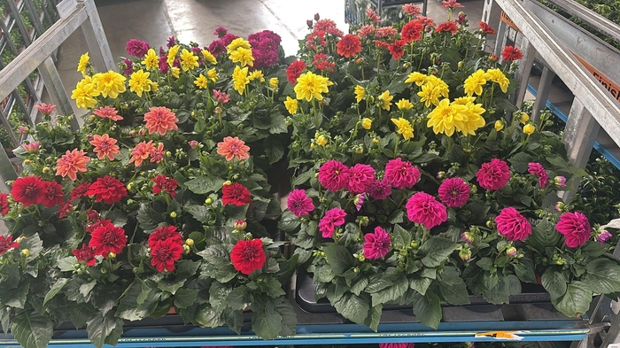 <h4>DAHLIA MIXK 5 KL</h4>