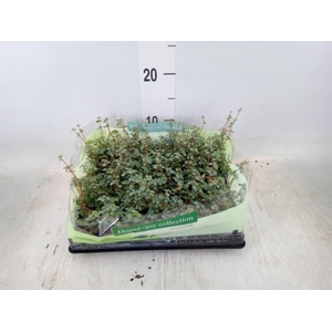 Pilea glaucophylla 'Greyzy'