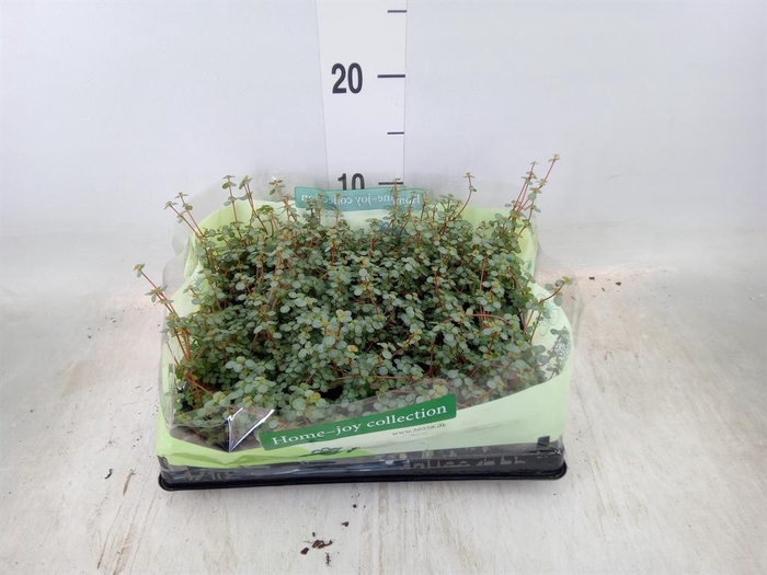 <h4>Pilea glaucophylla 'Greyzy'</h4>